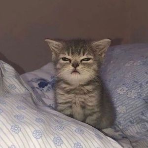 Meet your Posher, Vicky